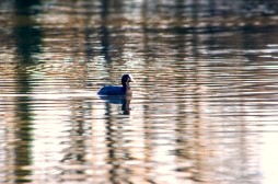 Lone duck